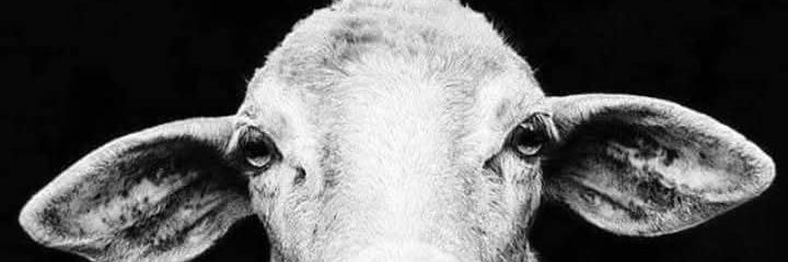 Asskay_booty's banner