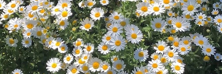 Mint Pattamon🌻's banner