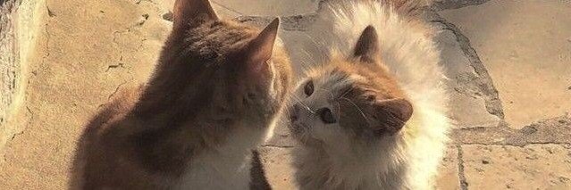ℬ🍷's banner