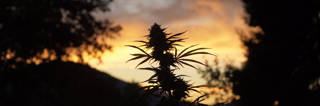 ⚓️Captaǐn Kirk (KushKirk)'s banner