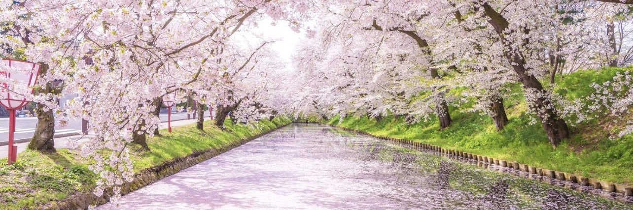 桜🌸キララ〜's banner