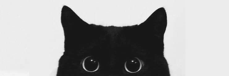 𓍯𓂃Dakota's banner