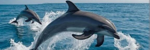 DOLPHIN.......🐬's banner