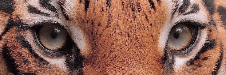 gabrielle's banner