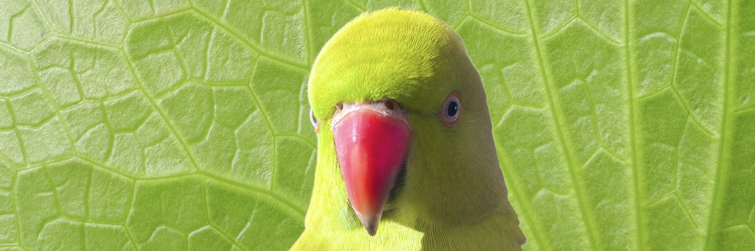 和釜まこと🦜💚わがままこと's banner