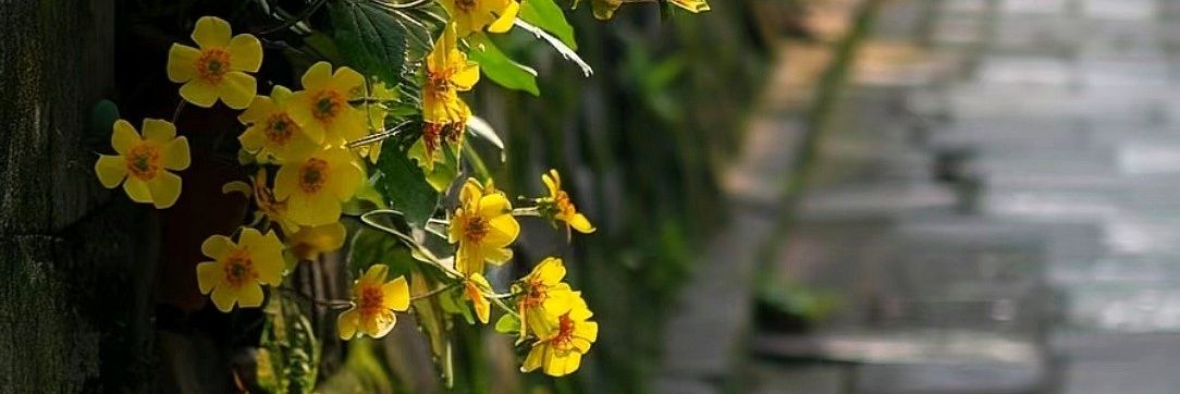 袁小小（互FO互赞）'s banner