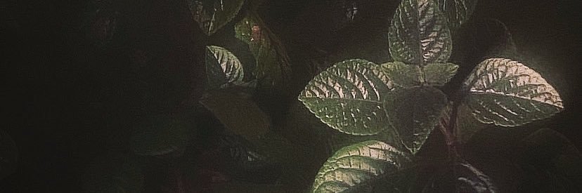 Ignacio's banner