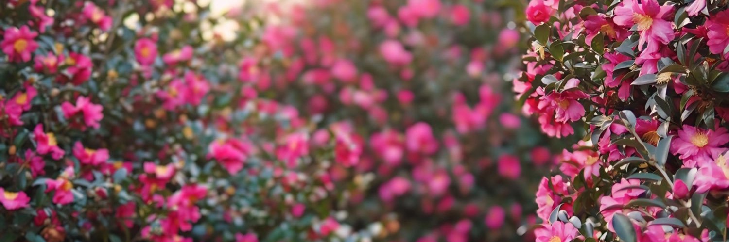 Jodi ꕤ's banner