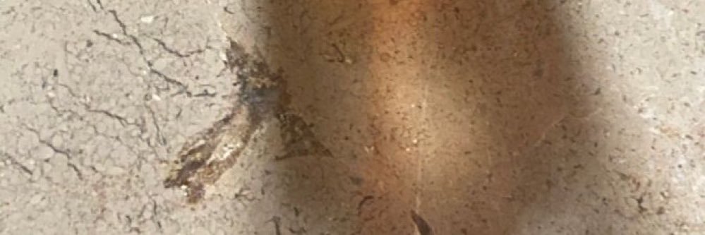 Nora's banner