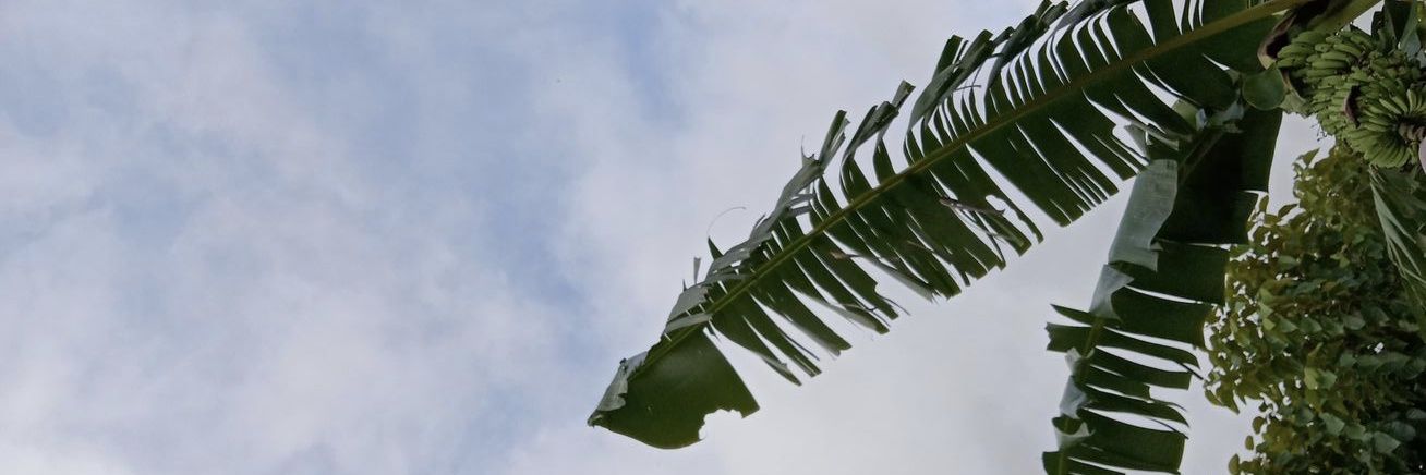 Dieguin's banner