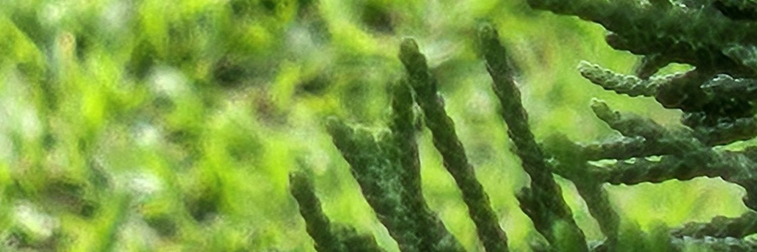 BornBeB's banner