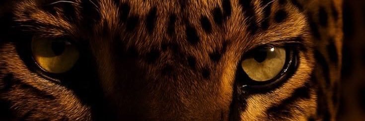 natalie ✮ findom's banner