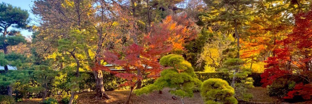 もみじ🍁(おかずちゃん)'s banner