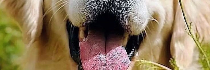 popularpups's banner