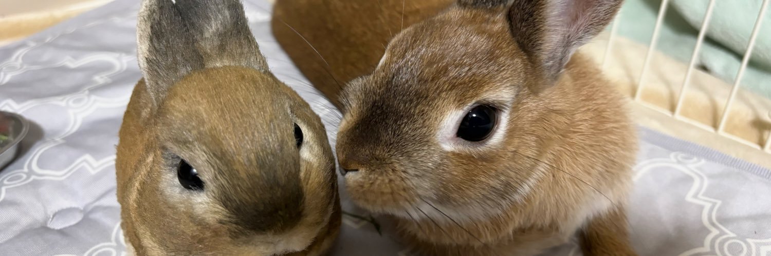 いたずらうさぎとその飼い主's banner