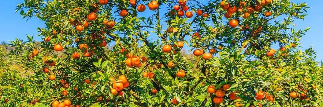 🌱🍊jupiter🍊🌱's banner
