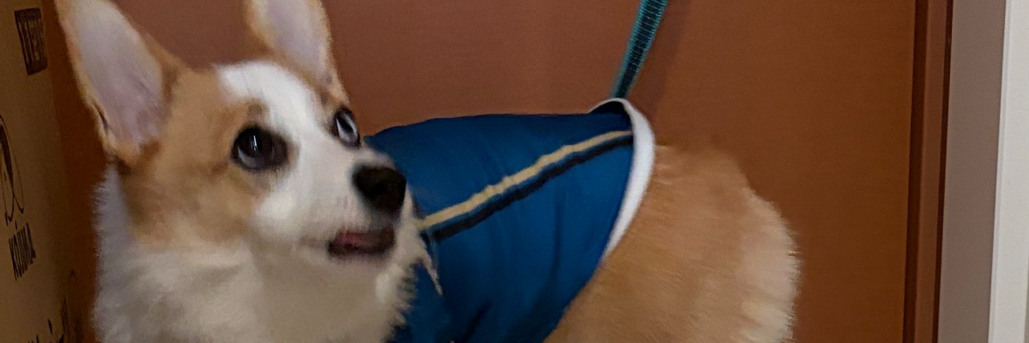 新しい身体's banner