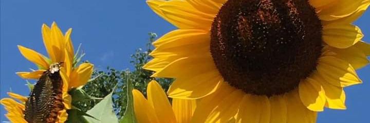 YUI🌻's banner