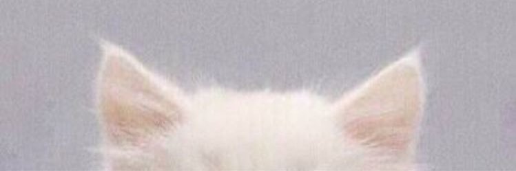 lele 🪽's banner