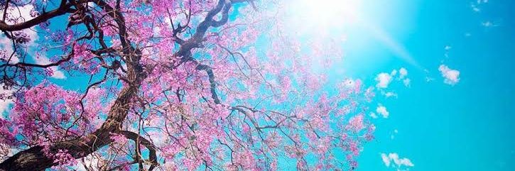 🇹🇷͜͜͡͡✯ꜱ•ɪ•ʙ•ᴇ•ʟ🇹🇷͜͜͡͡✯'s banner