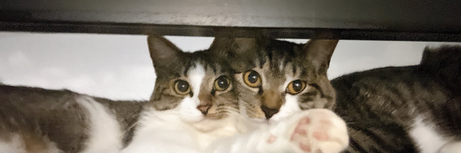 🐈🐈's banner