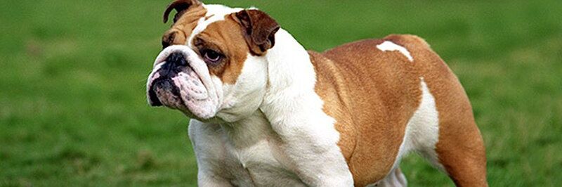 Bulldog Lover community's banner