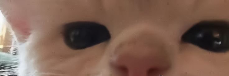 bibewluv's banner