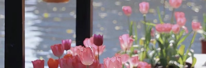 上海Alana姗（防失联）'s banner