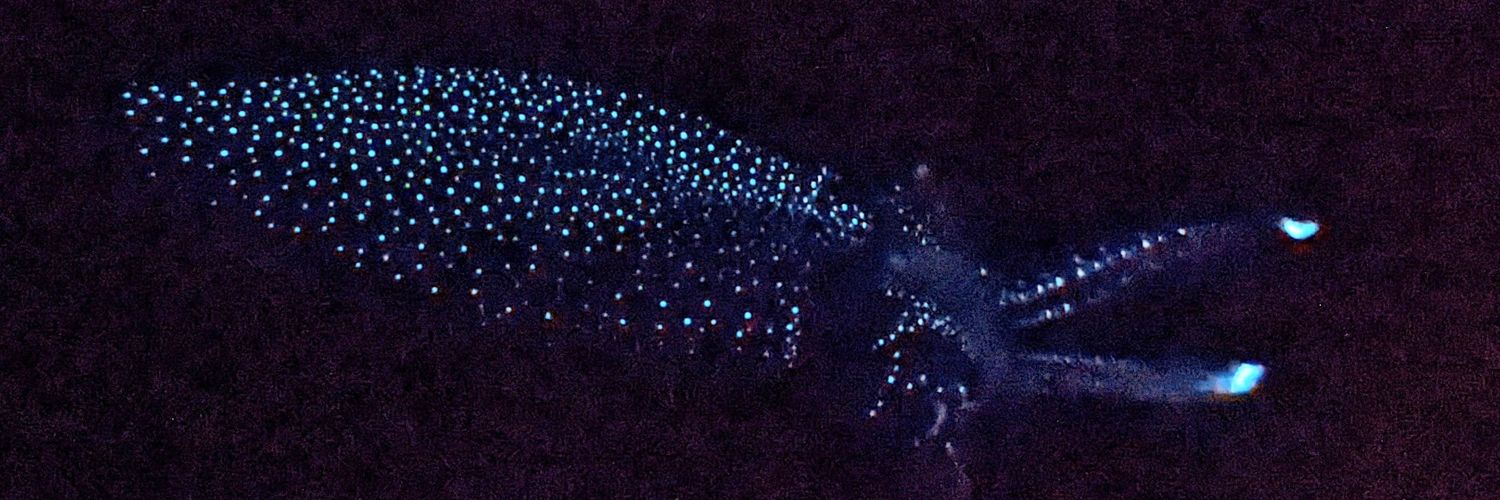 魚津水族館公式's banner