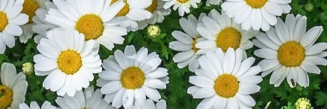 Çiçek Songül's banner