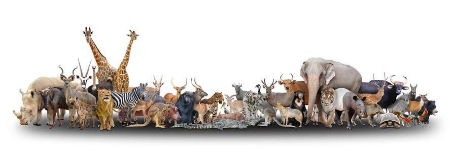 ANIMAL_WORLD_01's banner