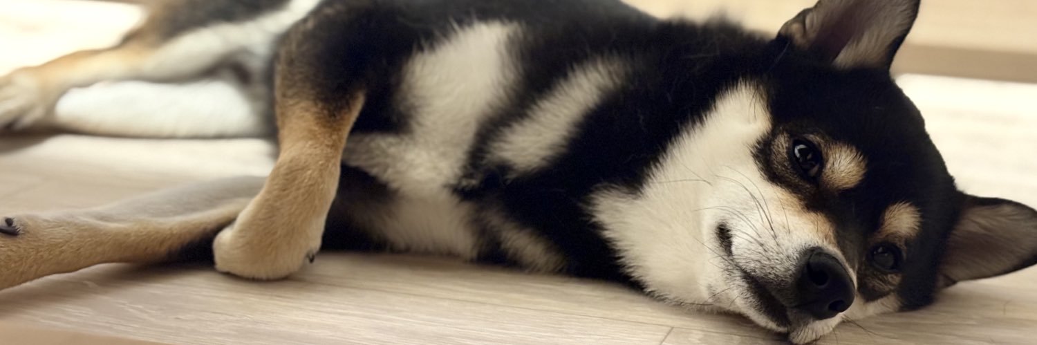 パテラの黒豆柴はな🐾's banner