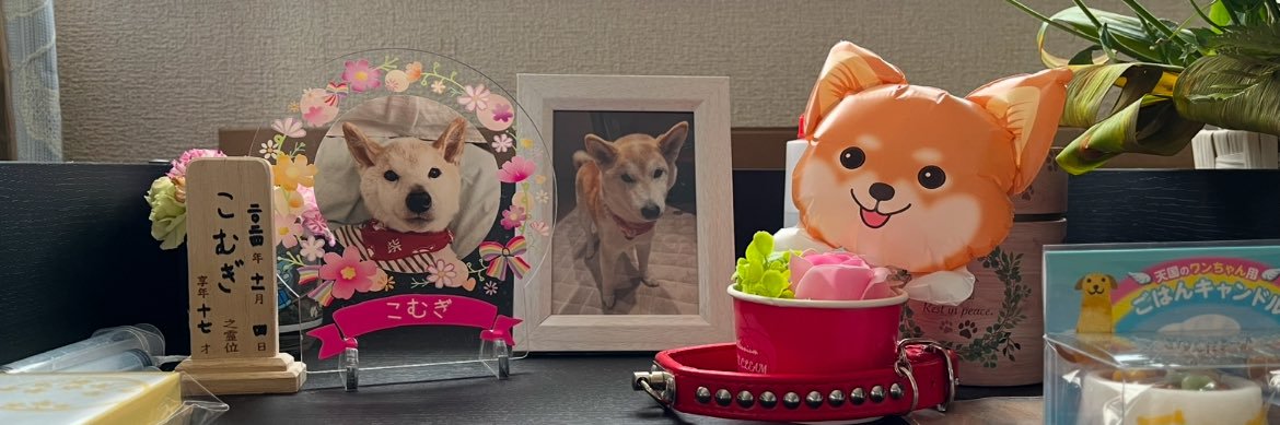 柴犬こめ0歳's banner