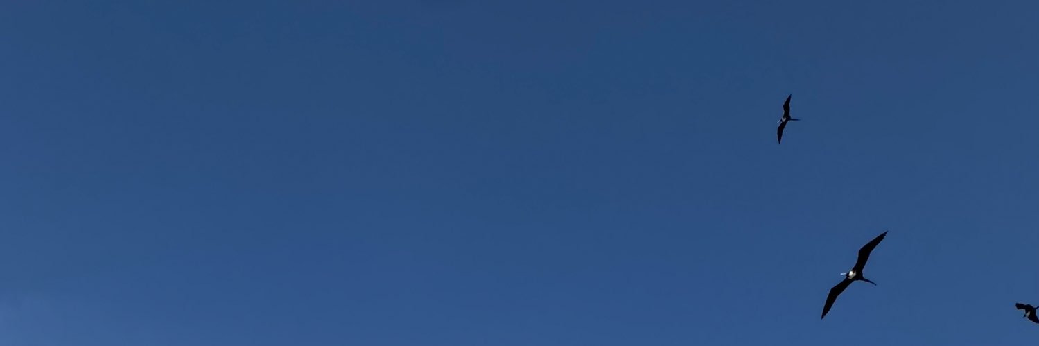 Civil desobediente's banner