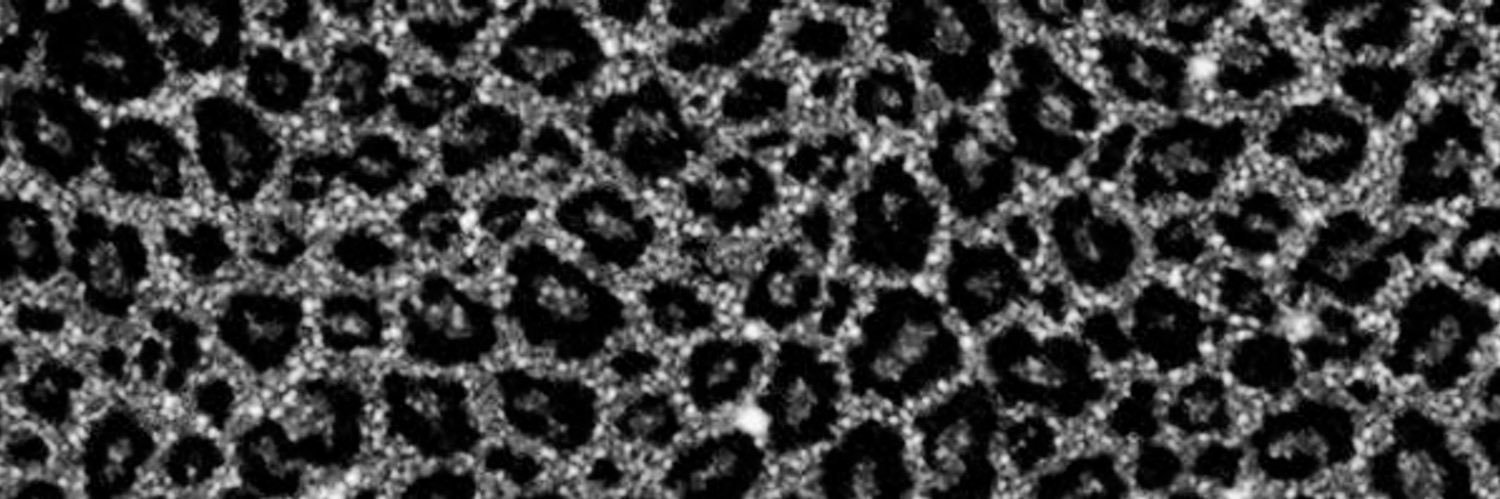 *'s banner
