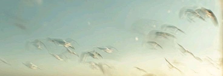 Tentacionsin's banner