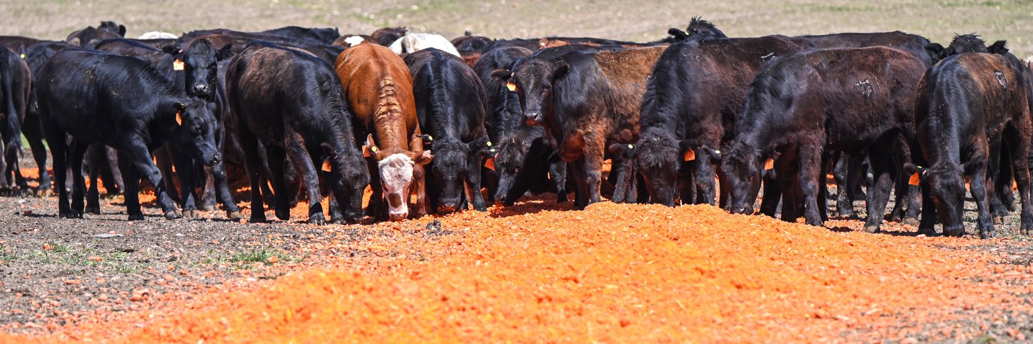 Santa Carota Beef's banner