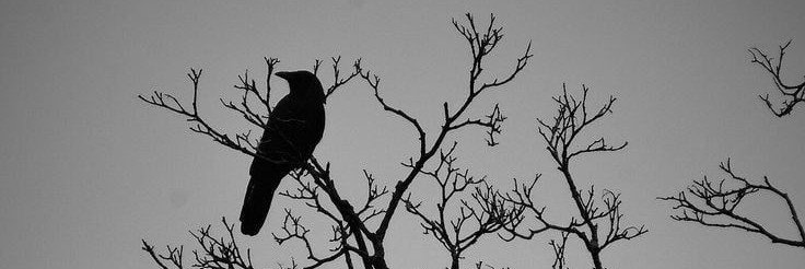 ᵣₒᵤₓ's banner