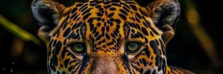 ANIMALIA's banner