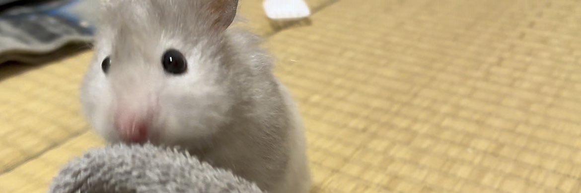 𝒑𝒊𝒏𝒐's banner