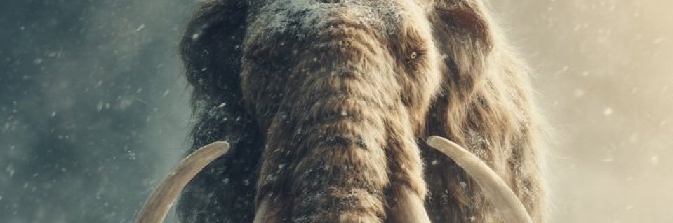 O menino que roubava livros's banner