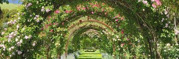 'Tana🌹's banner