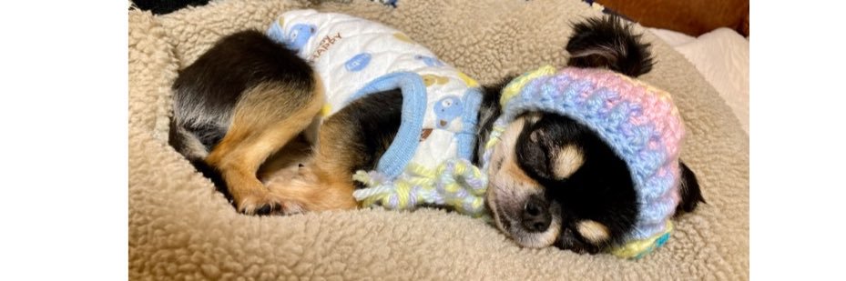 よいこのあんこ🐶's banner