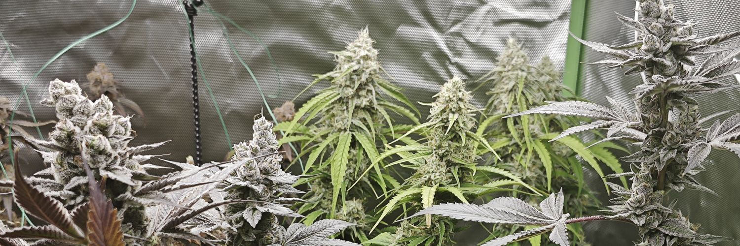 JiBBiT420's banner