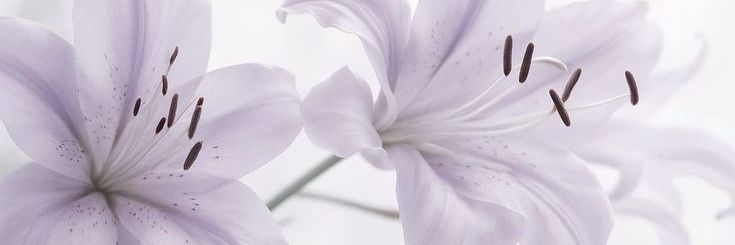 nana's banner