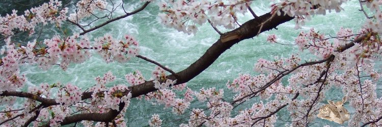 yuki ⛲️ ⋆｡𖦹°‧★'s banner