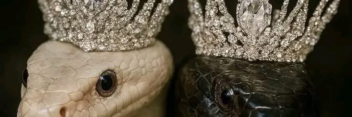 HeidiKhalifa's banner