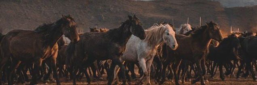 zîn𓃵's banner
