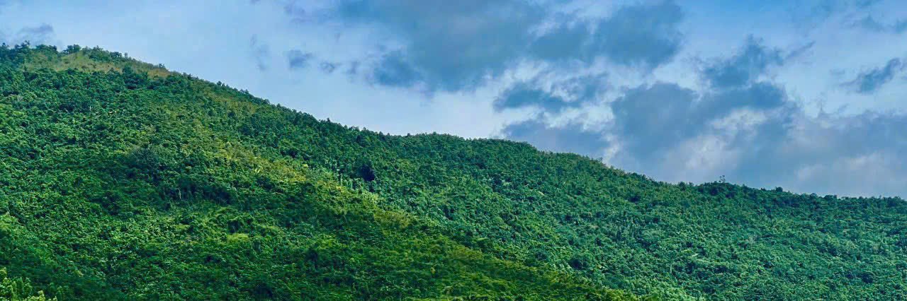 Hồng Lụa | Lucy's banner