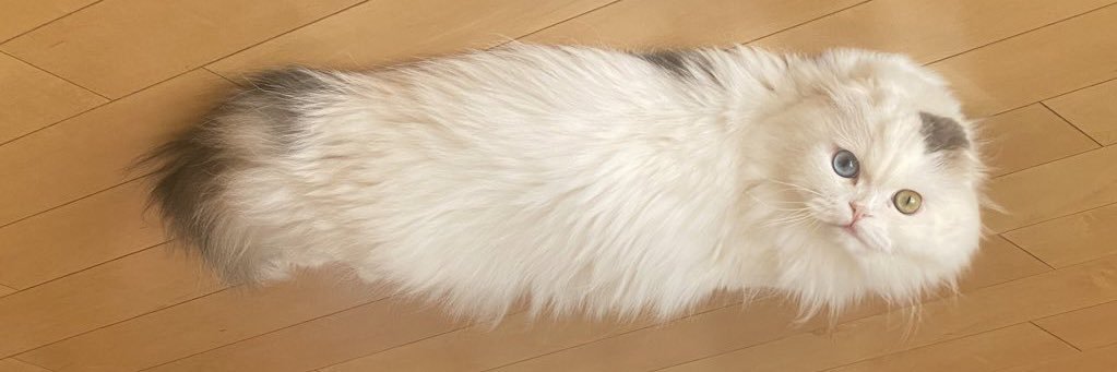 ブルゾンあや's banner